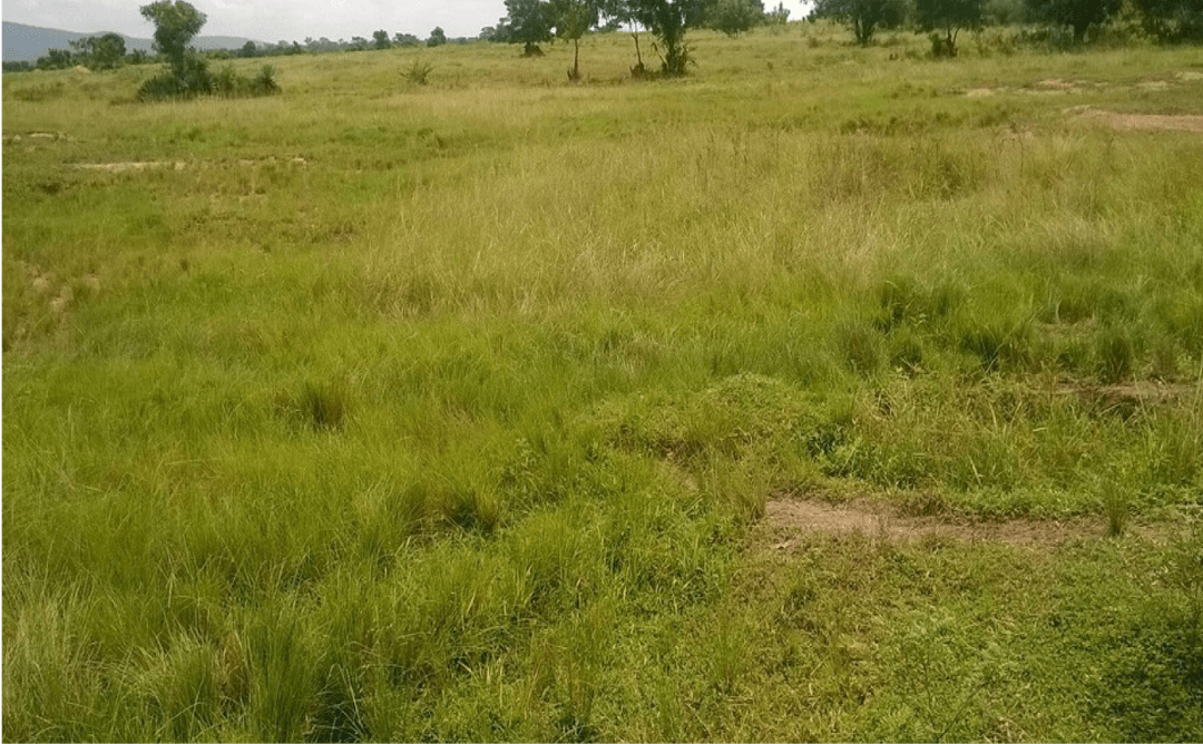 land